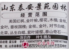 美国红枫树@美国红枫苗@山东苗木@景苑园林@红枫树价格图1