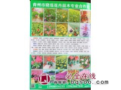 青州花卉@山东花卉@晓泓花卉苗@芝樱花@丛生福禄考苗图1