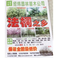 1-60公分法桐树@山东苗木基地@济宁法桐@经纬园林@