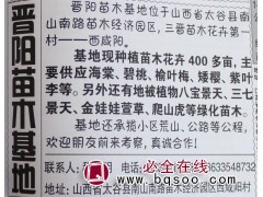 海棠树@海棠小苗@海棠基地@晋阳苗木基地@山西苗木网图1