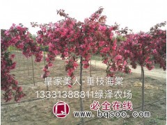 皇家美人垂枝海棠图1