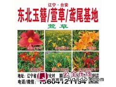 红宝石萱草@金娃娃萱草@大花萱草@红花萱草@红色海盗萱草图1