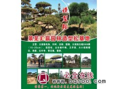 主营造型松@造型树价格表@造型松@汇赢园林@山东造型松图1