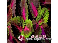 彩叶草种子/百日草种子图1