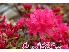 韩国杜鹃花苗@杜鹃苗@威海杜鹃基地@坤元园林@杜鹃花图1