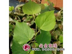 欧洲段苗 欧洲椴行道树 驻马店欧洲椴基地@名优种植有限公司图1