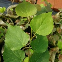 欧洲段苗 欧洲椴行道树 驻马店欧洲椴基地@名优种植有限公司
