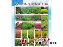 铺地柏@龙柏@龙柏小苗@铺地柏批发@沭阳鑫磊园艺@铺地柏苗图1