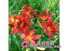 红宝石萱草@金娃娃萱草基地@鞍山花卉基地@红宝石萱草钵苗图1