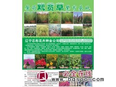 晨光芒@晨光芒小苗@矢羽芒@东北晨光芒@馨萌观赏草基地图1
