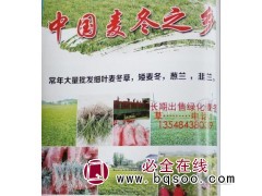 四川麦冬草@麦冬草之乡@麦冬草小苗批发@四川麦冬草价格图1