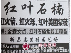 红火箭紫薇@红火球紫薇苗@红叶美国紫薇@浙江花木网@紫薇树图1