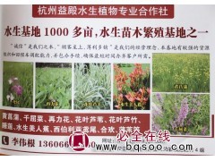 千亩水生植物@供应黄菖蒲@菖蒲苗@浙江花木网@益殿水生植物图1