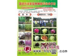 菏泽牡丹苗@牡丹园建设@诚美花卉@牡丹芽苗批发@菏泽牡丹图1