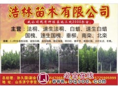 山东苗木@法桐之乡@速生法桐@老法桐@浩林苗木@法桐树图1