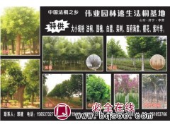 山东苗木@紫叶李@紫叶李工程苗@紫叶李园林工程苗@伟业园林图1