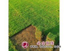 矮生百慕大自产自销@兴悦草坪@专营百慕大草坪@百慕大草坪价格图1