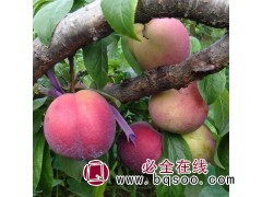 直售脆红李子苗 富农一号李子苗 桃李苗@富兴专业农场@李子苗图1