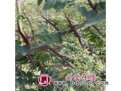 一年生皂角苗@万亩要用皂角基地@山东皂角价格@大粒要用皂角苗图1