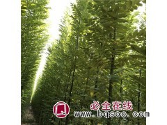 国槐@速生国槐@国槐小苗@国槐之乡@山东苗木网@森轩苗木图2