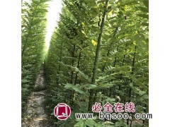 国槐@速生国槐@国槐小苗@国槐之乡@山东苗木网@森轩苗木图3