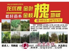 龙抓槐@金叶槐@金枝槐当天发货@皓轩苗木@河北金枝槐基地@图1