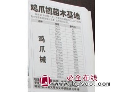 4公分鸡爪槭价格@鸡爪槭苗木基地@浙江鸡爪槭@金华苗木网图1