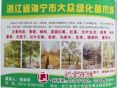 香樟树@海宁苗木网@大众绿化苗木场@香樟价格@香樟大树图1