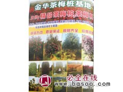 专供精品茶梅桩、茶梅树@金华茶梅桩基地@浙江花木网@茶梅图1