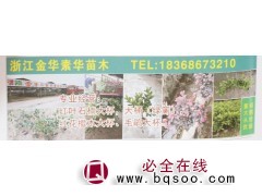 专营红叶石楠大杯苗@红叶石楠绿篱苗@金华花木城@红叶石楠图1