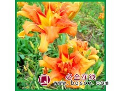 供应大花萱草苗@大花萱草供应商@绿化用大花萱草@先科花卉@图1