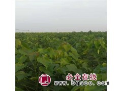 批发零售楸树小苗产地批发@楸树小苗@抗寒楸树苗@楸树价格图1