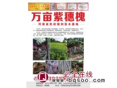 万亩紫穗槐小苗@紫穗槐苗@民权绿洲苗木基地@苏玉华@紫穗槐图1