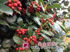 苏州鸿运果基地@无刺构骨@鸿运果盆景@鸿运果造型树图2