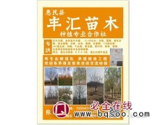 5-10公分白蜡树@速生白蜡@白蜡基地@山东苗木网@丰汇苗木图1