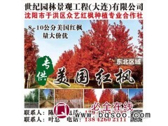 美国红枫@8-10公分美国红枫@世纪园林@沈阳红枫@东北红枫图1