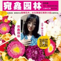 质优美女樱批发/美女樱营养杯/绿化双色盆美女樱报价/宛鑫园林