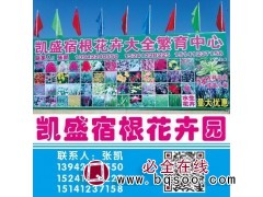 海石竹厂家 海石竹小苗成活率高 鞍山宿根花卉园@凯盛宿根花卉图1