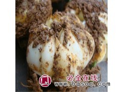 百合种苗/百合花球/百合花苗图2