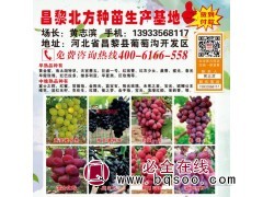 巨盛一号葡萄苗 葡萄苗基地 北方种苗基地 巨盛一号葡萄苗批发图1