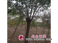 大叶女贞十至十三公分三千株，分枝点二米以上@川蒙园林@女贞树图2