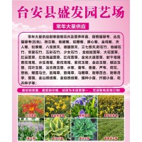 大量供应东北耐寒宿根花卉苗及营养杯苗@盛发园艺场@宿根花卉