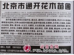 北京精品大白蜡@对接白蜡树@盆景对接白蜡树@通开花木苗圃图1