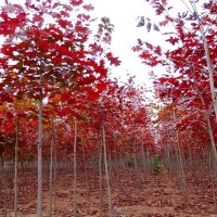 北美红栎娜塔栎树价格 娜塔栎基地 江苏北美红栎基地 绿宇农业