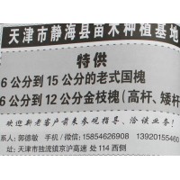 6-15公分老式国槐@天津国槐价格@国槐树@静海苗木基地