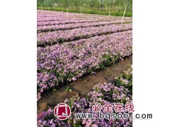 芝樱图3