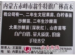 1年生文冠果苗大量@内蒙古苗木@广林苗木@文冠果基地@图1