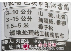 3-10公分山桃山杏苗@东沁苗圃@山桃苗@山杏苗@内蒙古苗木图1