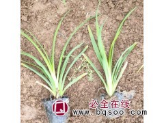鑫盛花木园-东北大型金娃娃萱草基地-全国批发金娃娃萱草-保活图1
