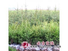 云杉树苗/青扦云杉图1